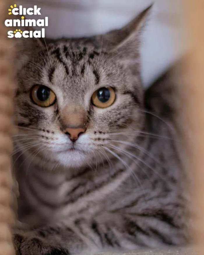 Gato ra a SRD idade 2 a 6 meses nome HOLLY