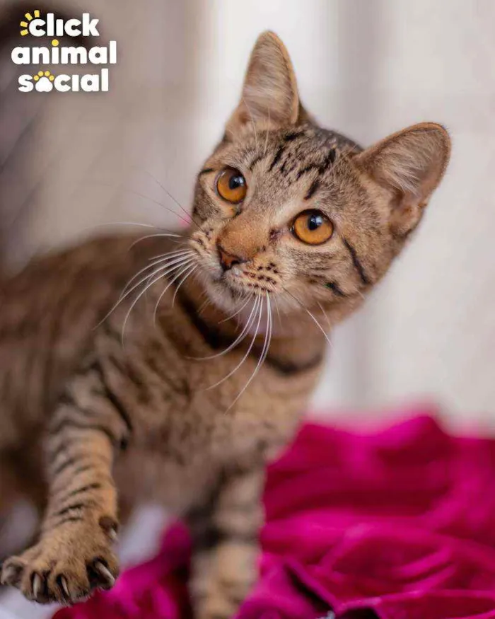 Gato ra a SRD idade 2 a 6 meses nome HOLLY