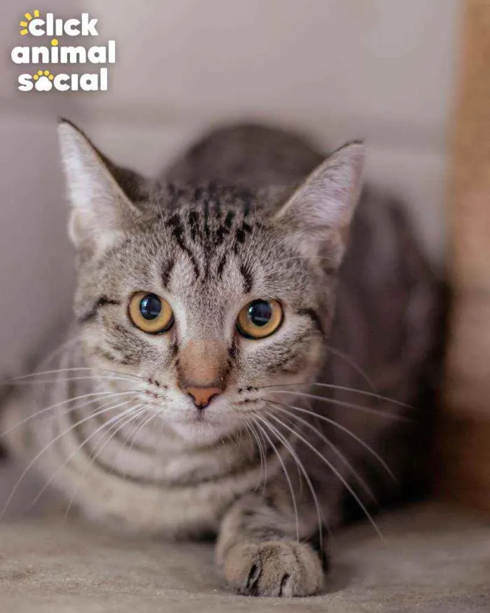 Gato ra a SRD idade 2 a 6 meses nome HOLLY