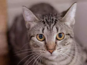 Gato raça SRD idade 2 a 6 meses nome HOLLY