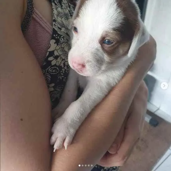 Cachorro raça sem raça definida idade Abaixo de 2 meses nome A escolher