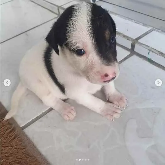 Cachorro raça sem raça definida idade Abaixo de 2 meses nome A escolher
