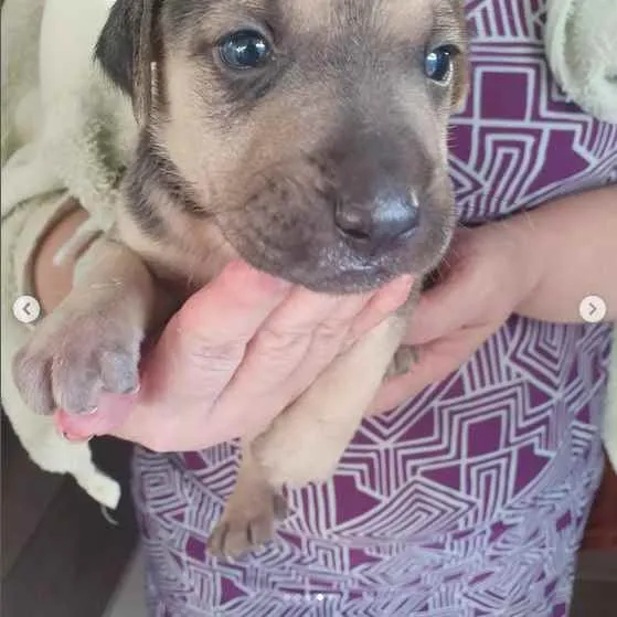 Cachorro raça sem raça definida idade Abaixo de 2 meses nome A escolher