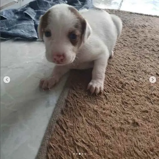 Cachorro raça sem raça definida idade Abaixo de 2 meses nome A escolher