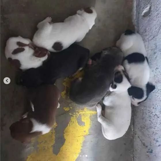 Cachorro raça sem raça definida idade Abaixo de 2 meses nome A escolher