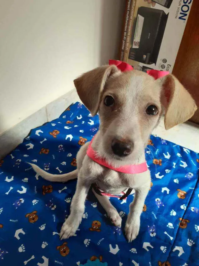Cachorro ra a Vira-lata idade 2 a 6 meses nome Ana Francisca 