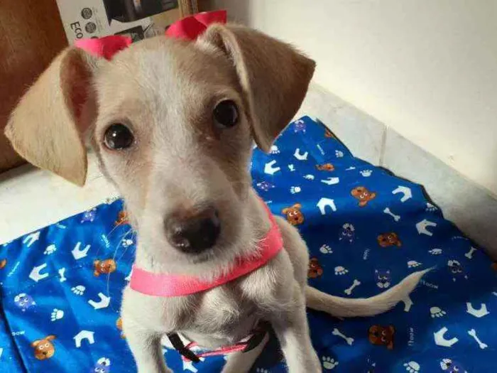 Cachorro ra a Vira-lata idade 2 a 6 meses nome Ana Francisca 