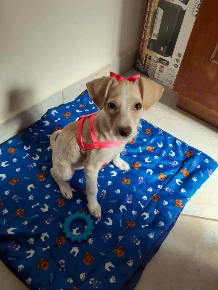 Cachorro ra a Vira-lata idade 2 a 6 meses nome Ana Francisca 