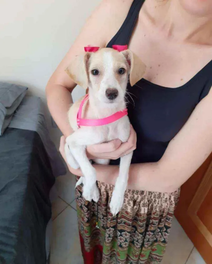 Cachorro ra a Vira-lata idade 2 a 6 meses nome Ana Francisca 
