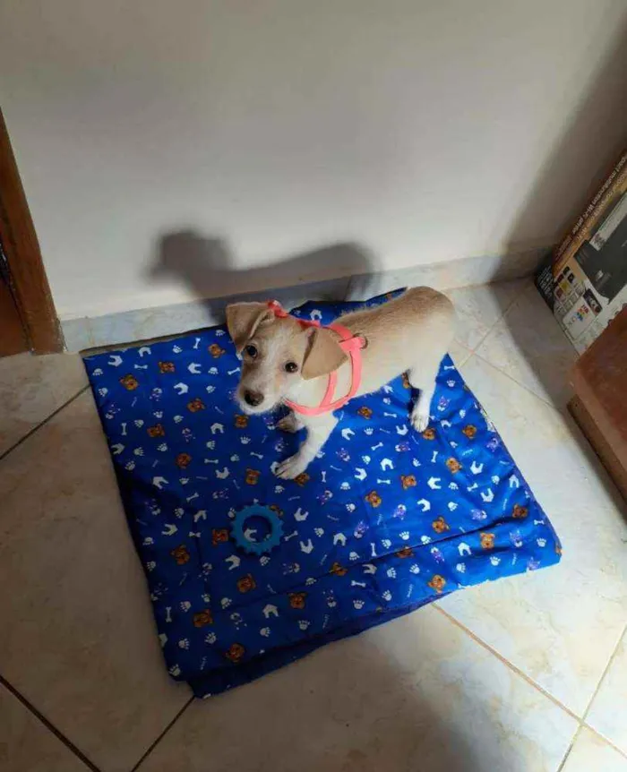 Cachorro ra a Vira-lata idade 2 a 6 meses nome Ana Francisca 