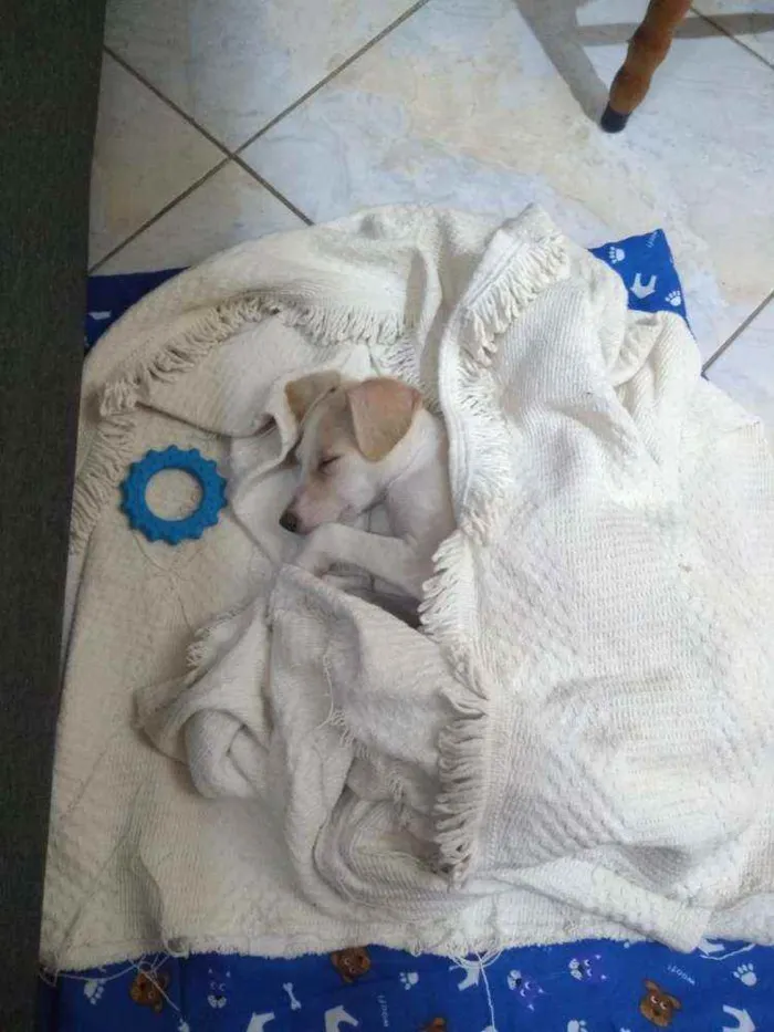 Cachorro ra a Vira-lata idade 2 a 6 meses nome Ana Francisca 