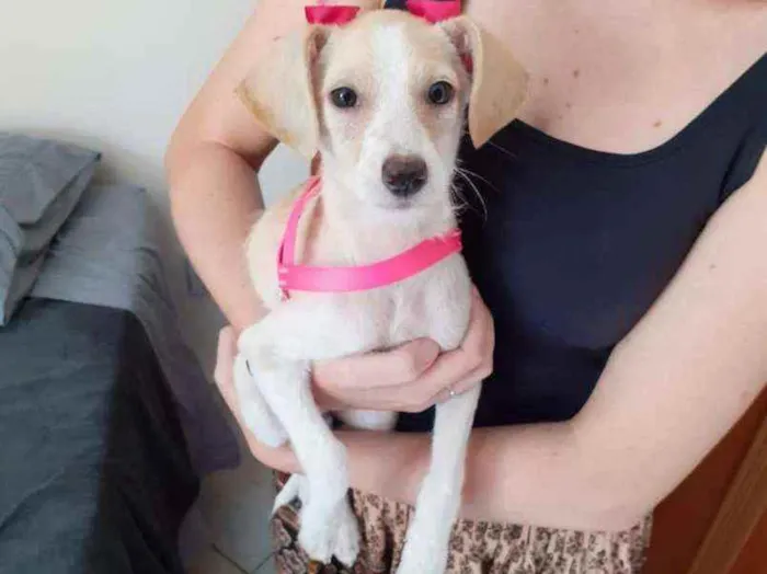Cachorro ra a Vira-lata idade 2 a 6 meses nome Ana Francisca 