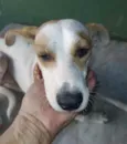 Elvis