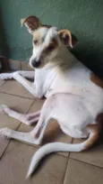Elvis