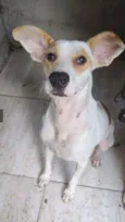 Elvis