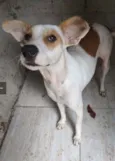 Elvis