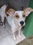 Elvis