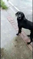 Negão 