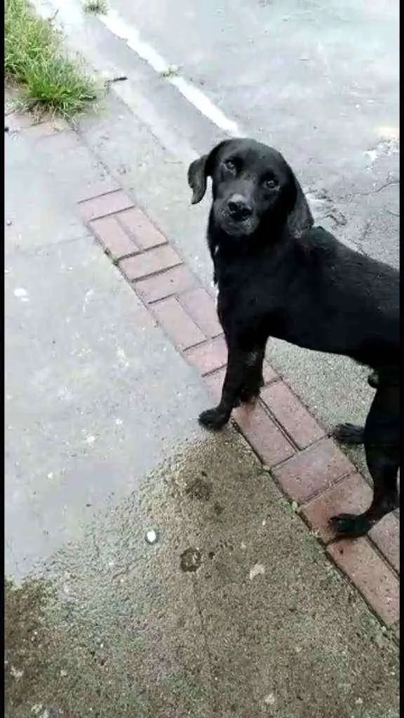 Cachorro ra a SRD idade 2 anos nome Negão 