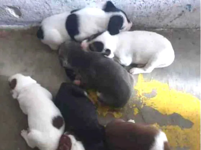 Cachorro raça sem raça definida idade Abaixo de 2 meses nome A escolher
