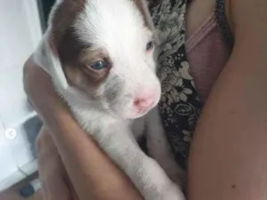 Cachorro raça sem raça definida idade Abaixo de 2 meses nome A escolher