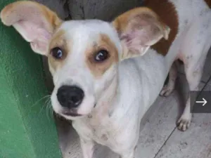 Cachorro raça SRD idade 1 ano nome Elvis