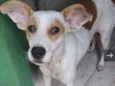 Elvis