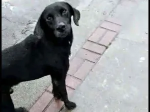 Cachorro raça SRD idade 2 anos nome Negão 
