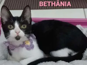 Gato raça srd frajolinha  idade 2 a 6 meses nome ** BETHÂNIA **