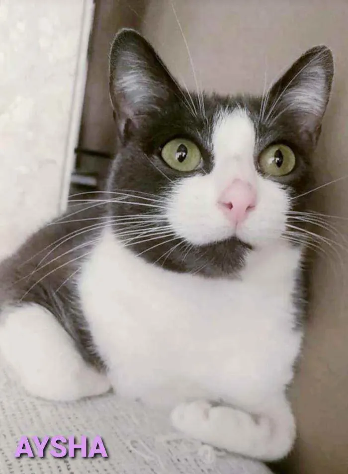 Gato ra a srd bicolor idade  nome ×× AYSHA ××