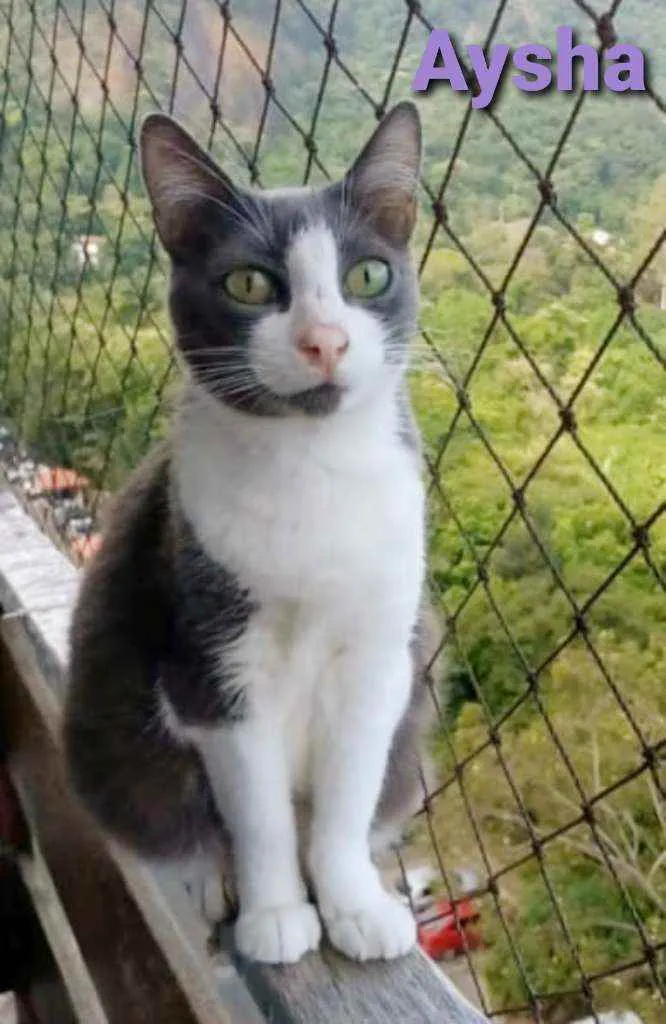 Gato ra a srd bicolor idade  nome ×× AYSHA ××