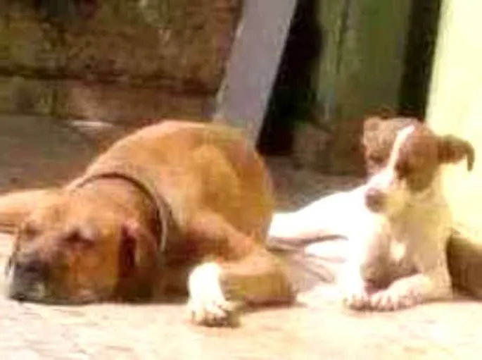 Cachorro ra a Fila e SRD idade 4 anos nome Ralph e Gaya