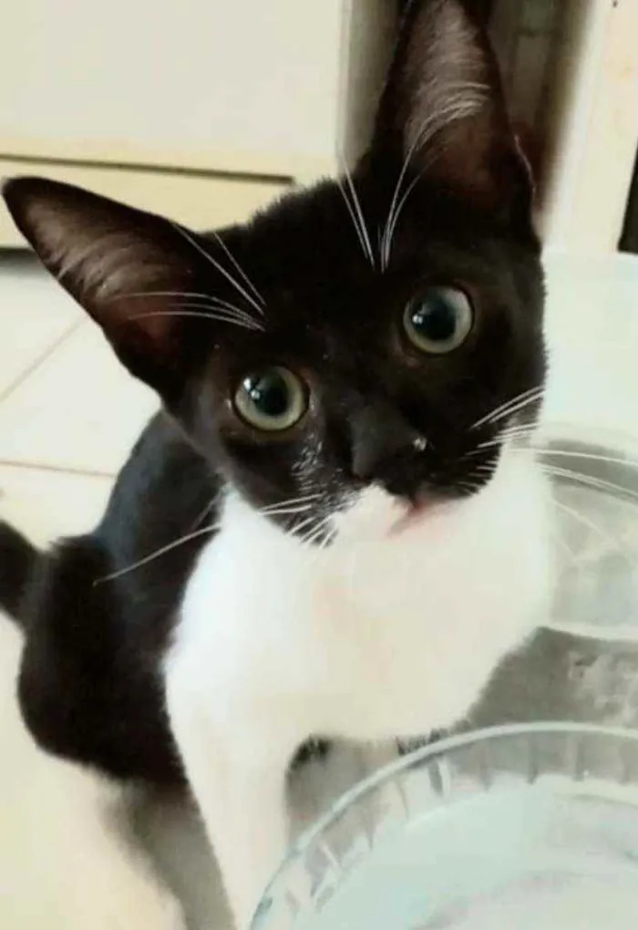 Gato ra a srd frajolinha  idade 7 a 11 meses nome LORD