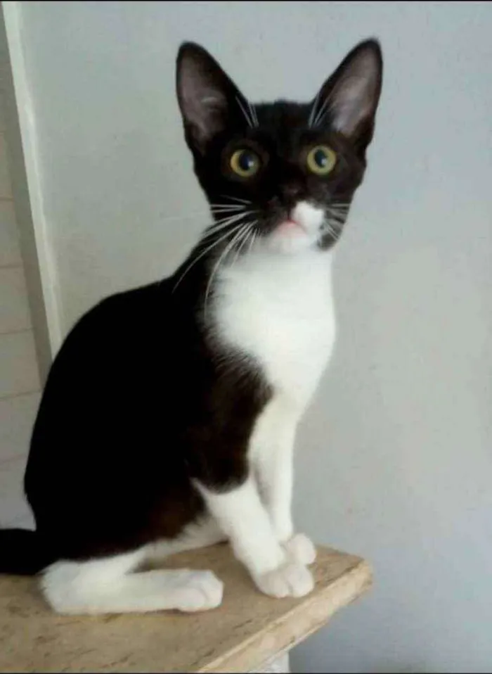Gato ra a srd frajolinha  idade 7 a 11 meses nome LORD