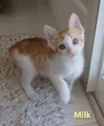!! MILK !!
