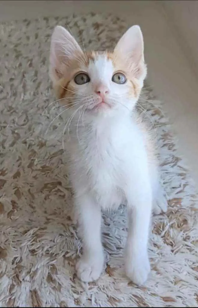Gato ra a srd bicolor idade 2 a 6 meses nome !! MILK !!