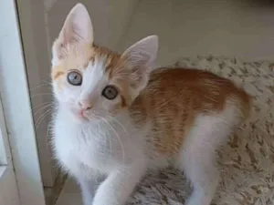Gato raça srd bicolor idade 2 a 6 meses nome !! MILK !!
