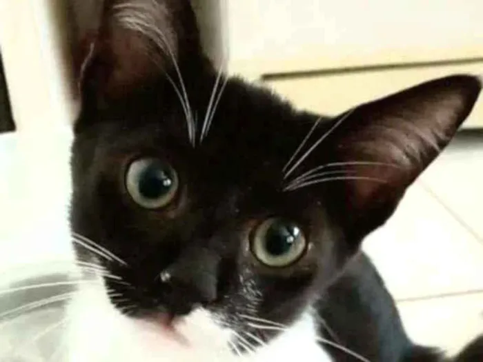 Gato ra a srd frajolinha  idade 7 a 11 meses nome LORD