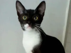 Gato raça srd frajolinha  idade 7 a 11 meses nome LORD