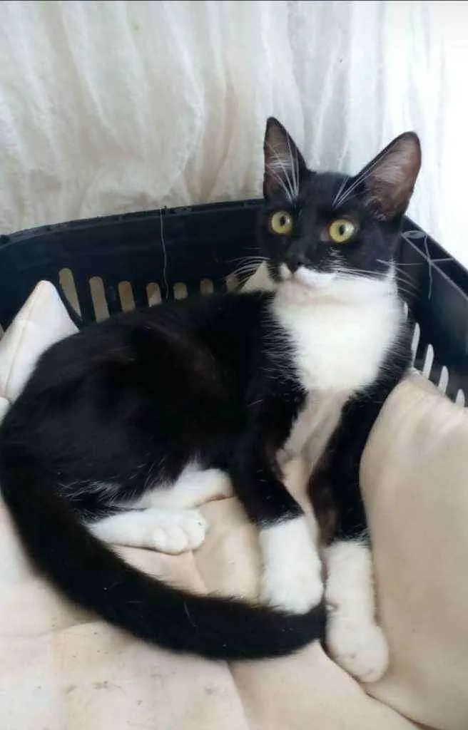 Gato ra a srd frajolinha  idade 2 a 6 meses nome  ** LIKA **