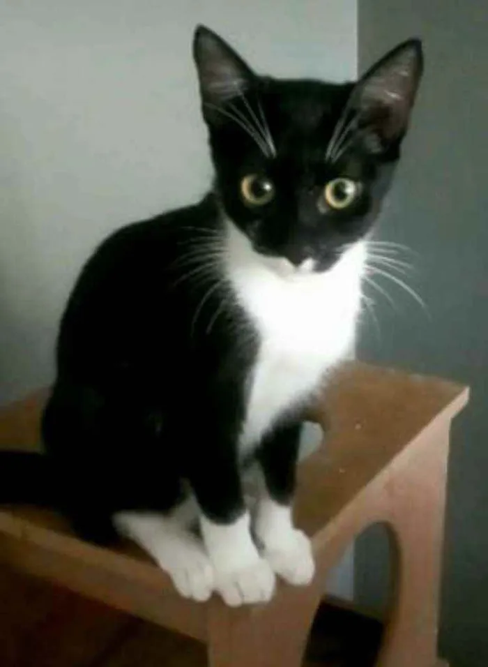Gato ra a srd frajolinha  idade 2 a 6 meses nome  ** LIKA **