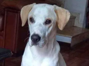 Cachorro raça SRD  idade 7 a 11 meses nome Thor