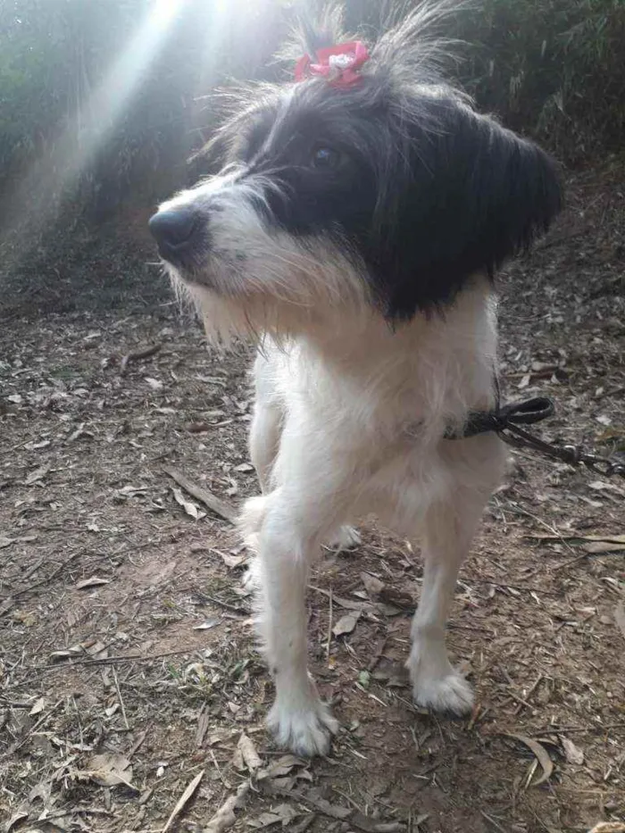 Cachorro raça Mix srd idade 1 ano nome Lana