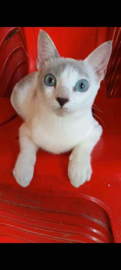 Gato ra a Srd idade 7 a 11 meses nome × Luz ×