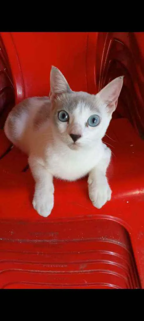 Gato ra a Srd idade 7 a 11 meses nome × Luz ×