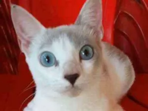 Gato raça Srd idade 7 a 11 meses nome × Luz ×