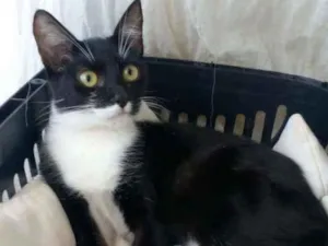 Gato raça srd frajolinha  idade 2 a 6 meses nome  ** LIKA **