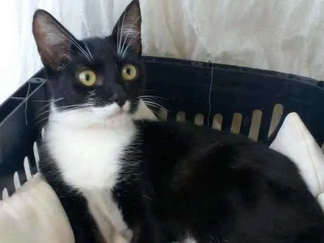 Gato ra a srd frajolinha  idade 2 a 6 meses nome  ** LIKA **