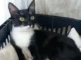 ** LIKA **
