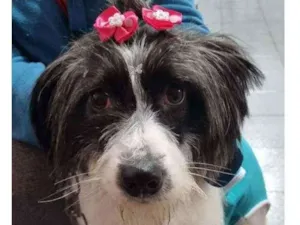 Cachorro raça Mix srd idade 1 ano nome Lana